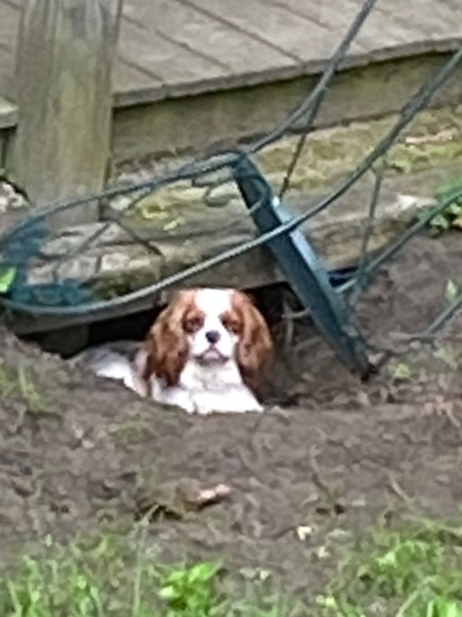A dog is laying in the dirt next to a broken chair.