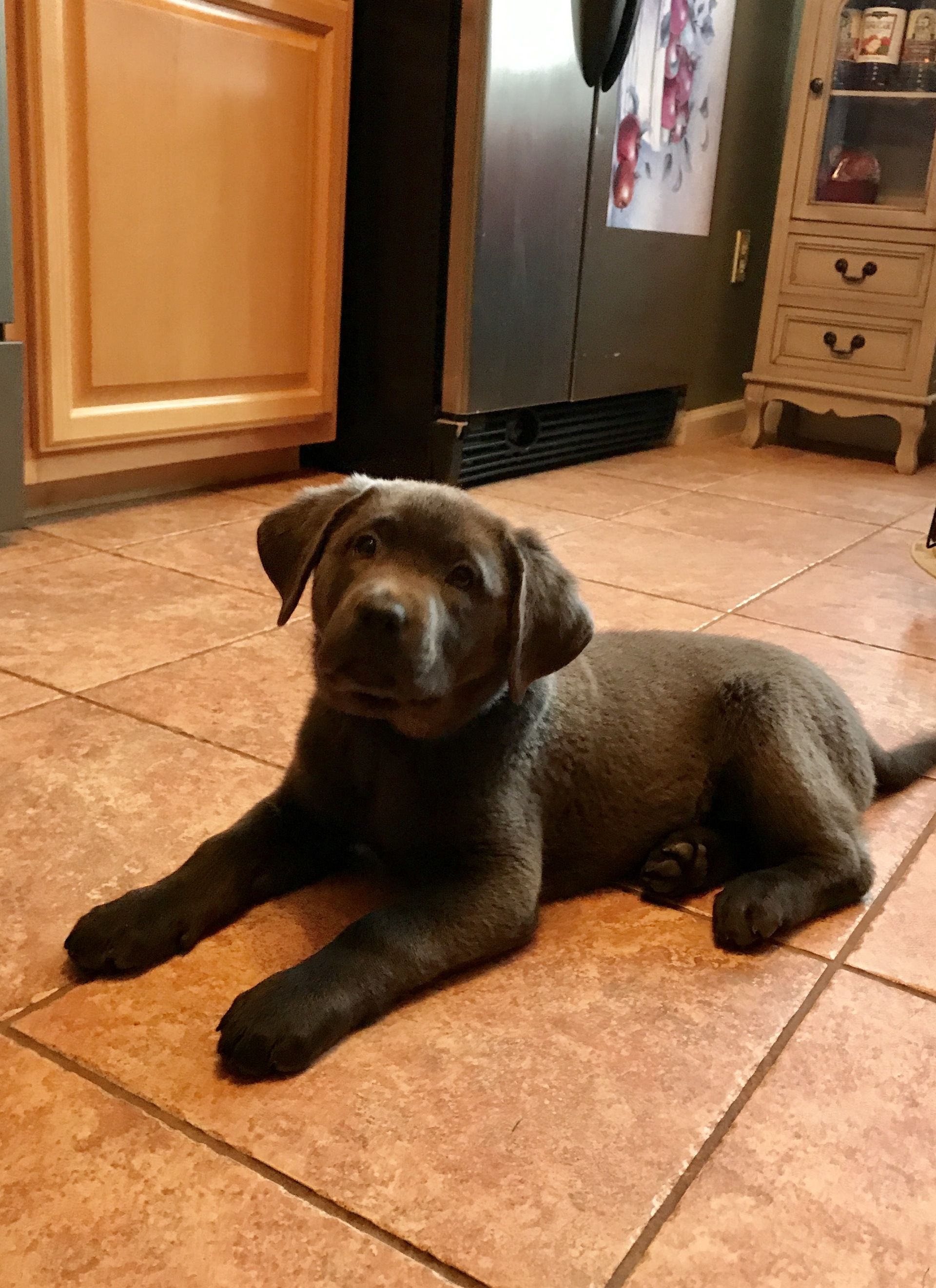 A puppy is laying on a tiled floor in a kitchen.