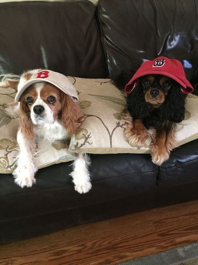 Two dogs wearing hats are laying on a couch.