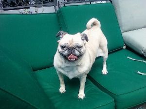 A pug dog is standing on a green couch.