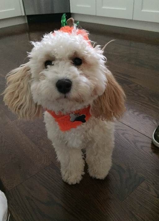 A small white dog wearing a pumpkin costume is standing on a wooden floor.