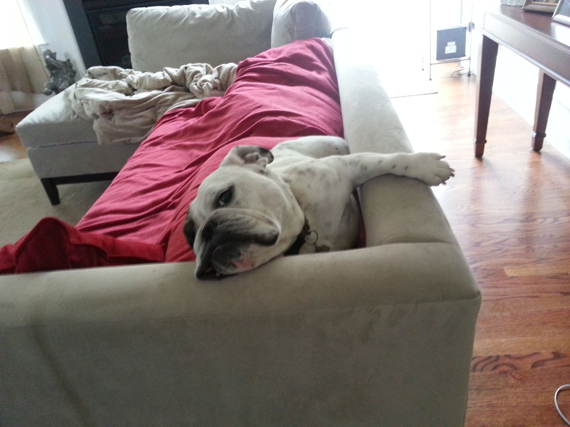 A dog laying on a couch with a red blanket