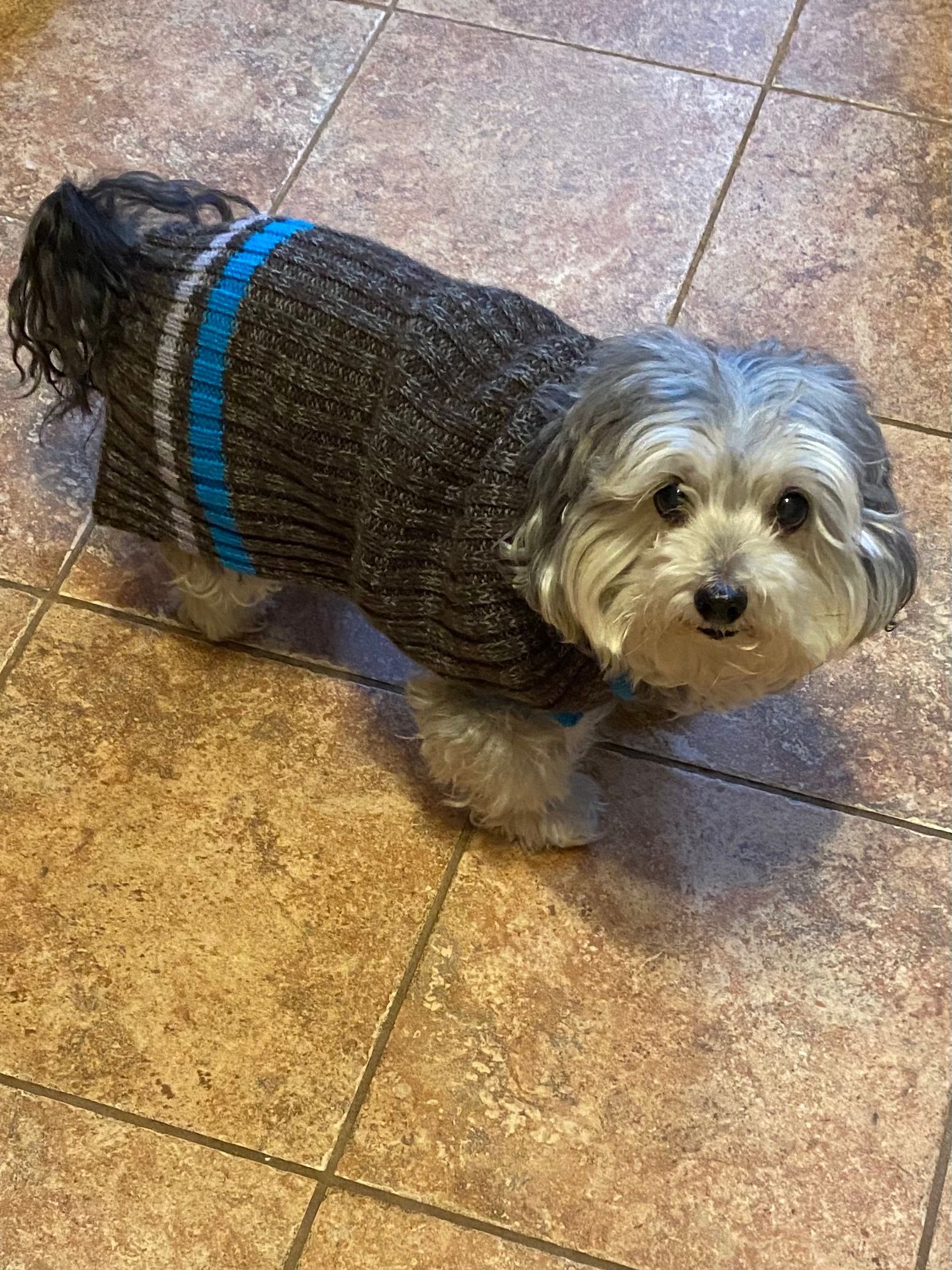A small dog wearing a sweater and harness is standing on a tiled floor.
