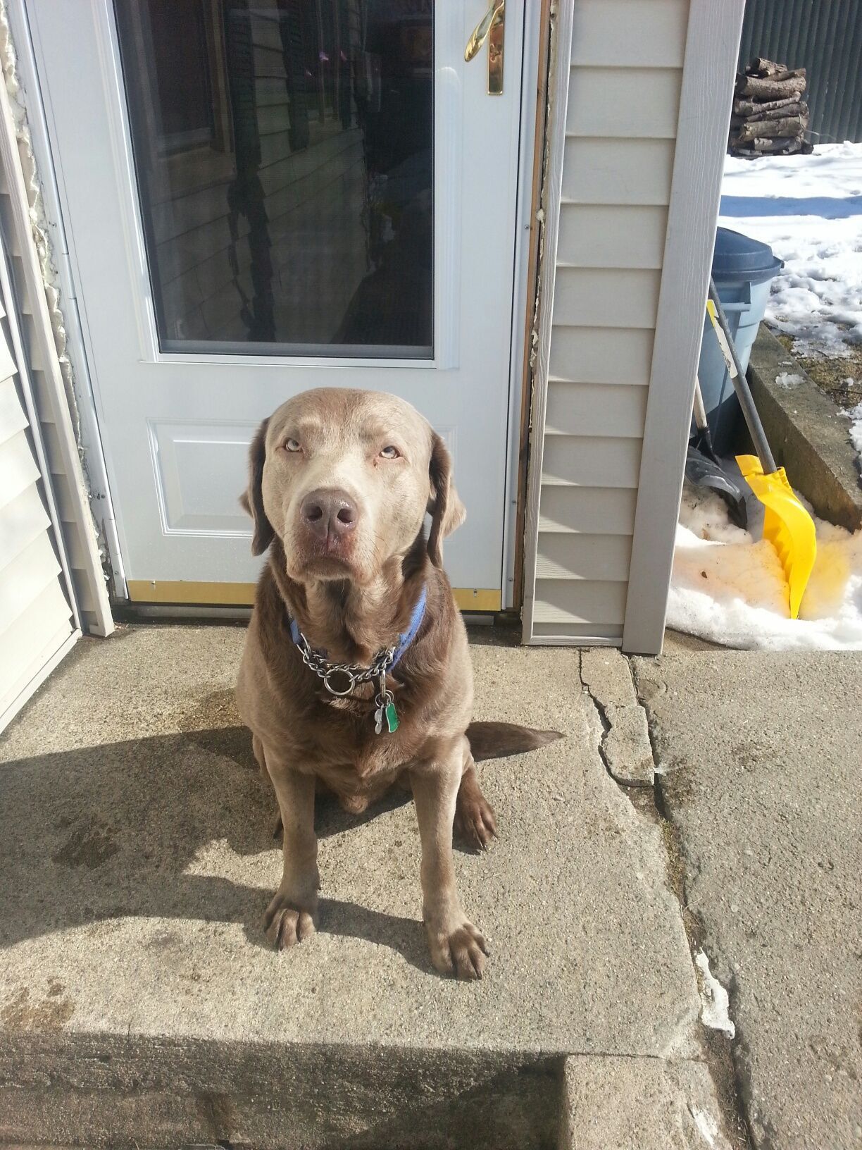 A brown dog is sitting on the steps of a house