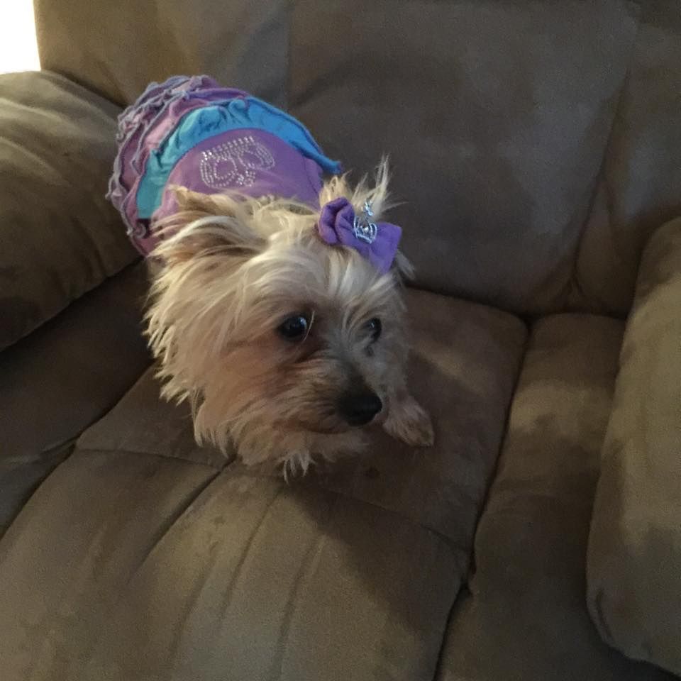 A small dog wearing a purple shirt and a purple bow is sitting on a couch