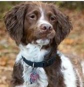 A brown and white dog wearing a black collar and a tag.