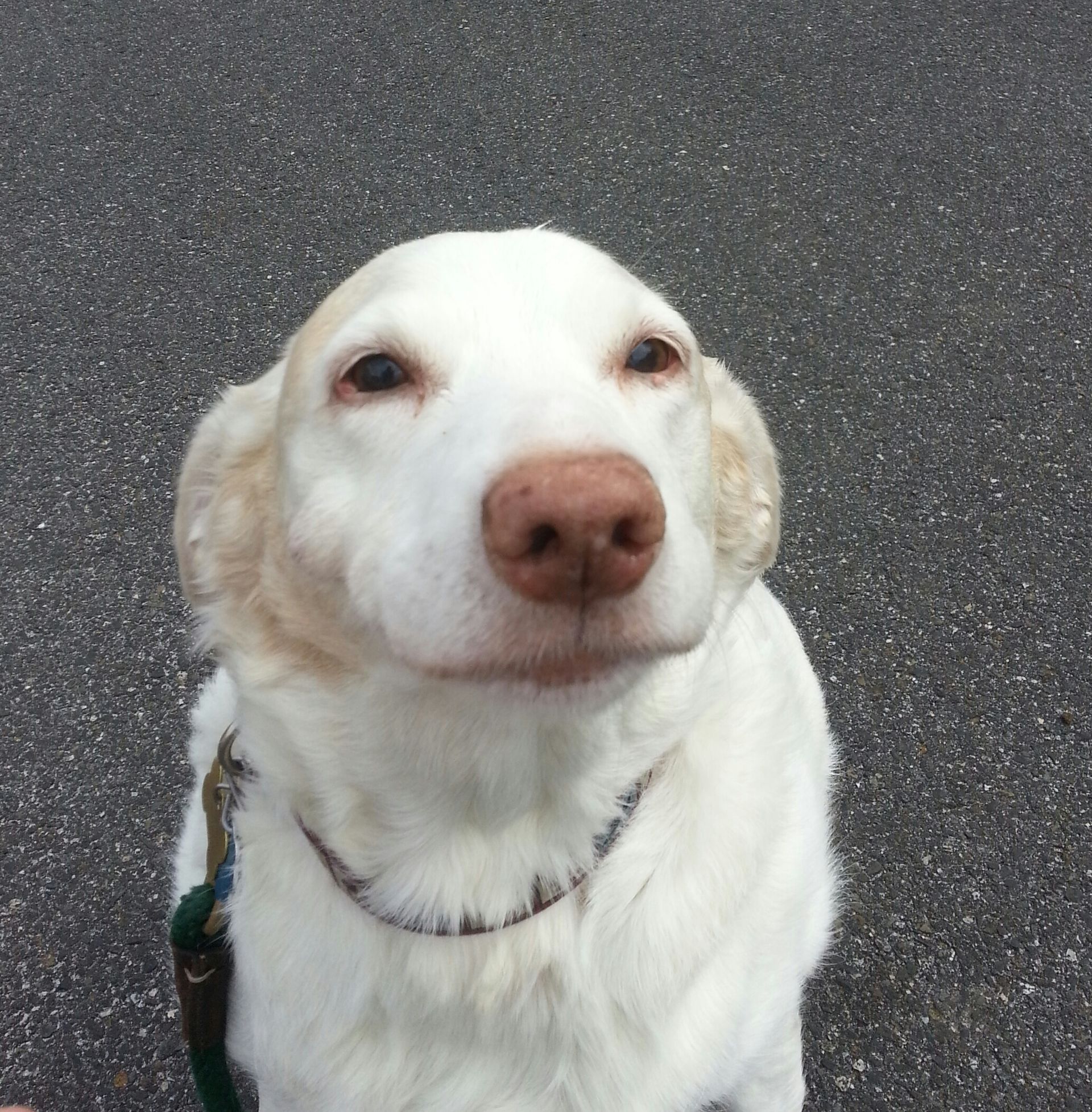A white dog with a brown nose is on a leash