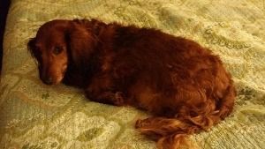 A brown dog is laying on a bed with a green blanket.