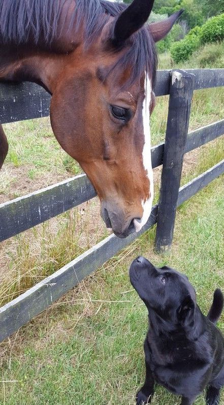 A horse and a dog are standing next to each other in a field.