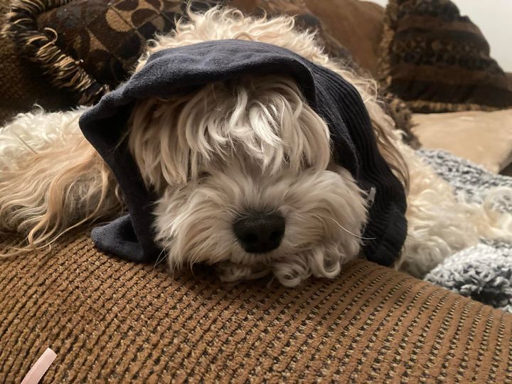 A small dog wearing a hoodie is laying on a couch.