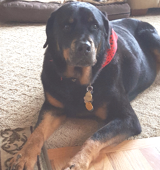 A black dog with a red collar is laying on the floor