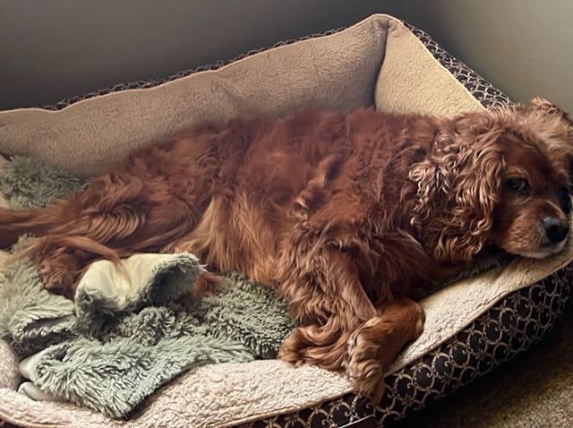 A brown dog is laying in a dog bed.