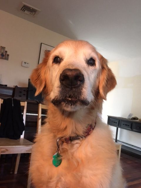 A dog with a green tag on its neck looks at the camera