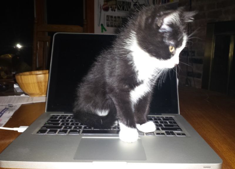A black and white cat sitting on top of a laptop