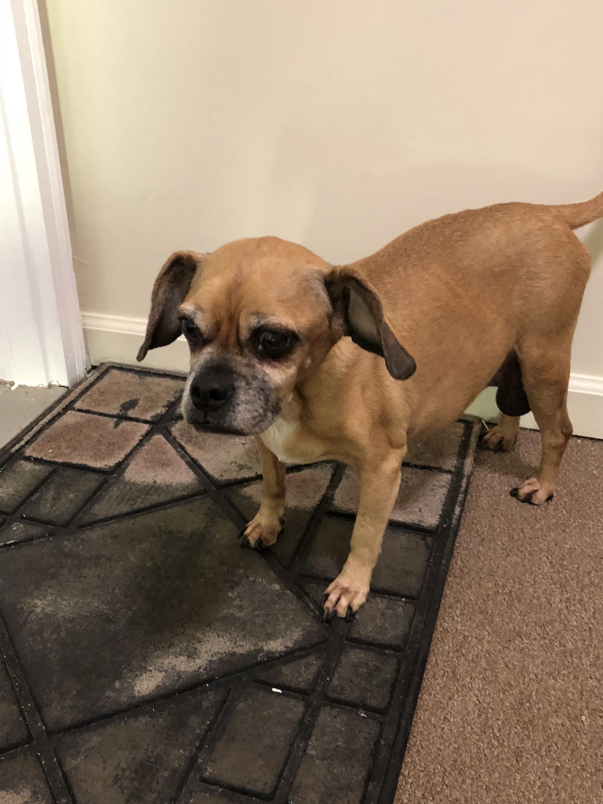 A small brown dog is standing on a door mat.