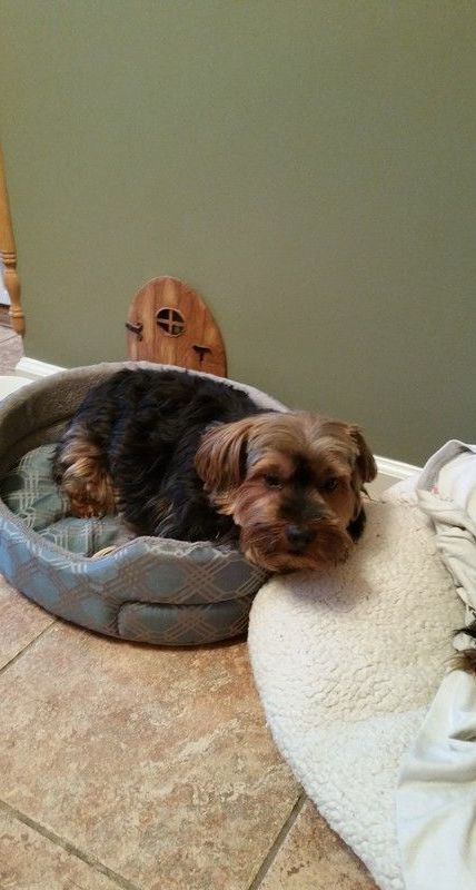 A small dog is laying in a dog bed on the floor.