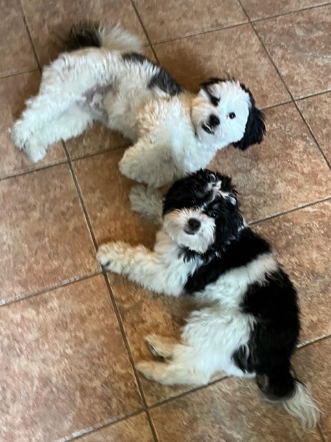 Two black and white dogs are laying on a tiled floor.