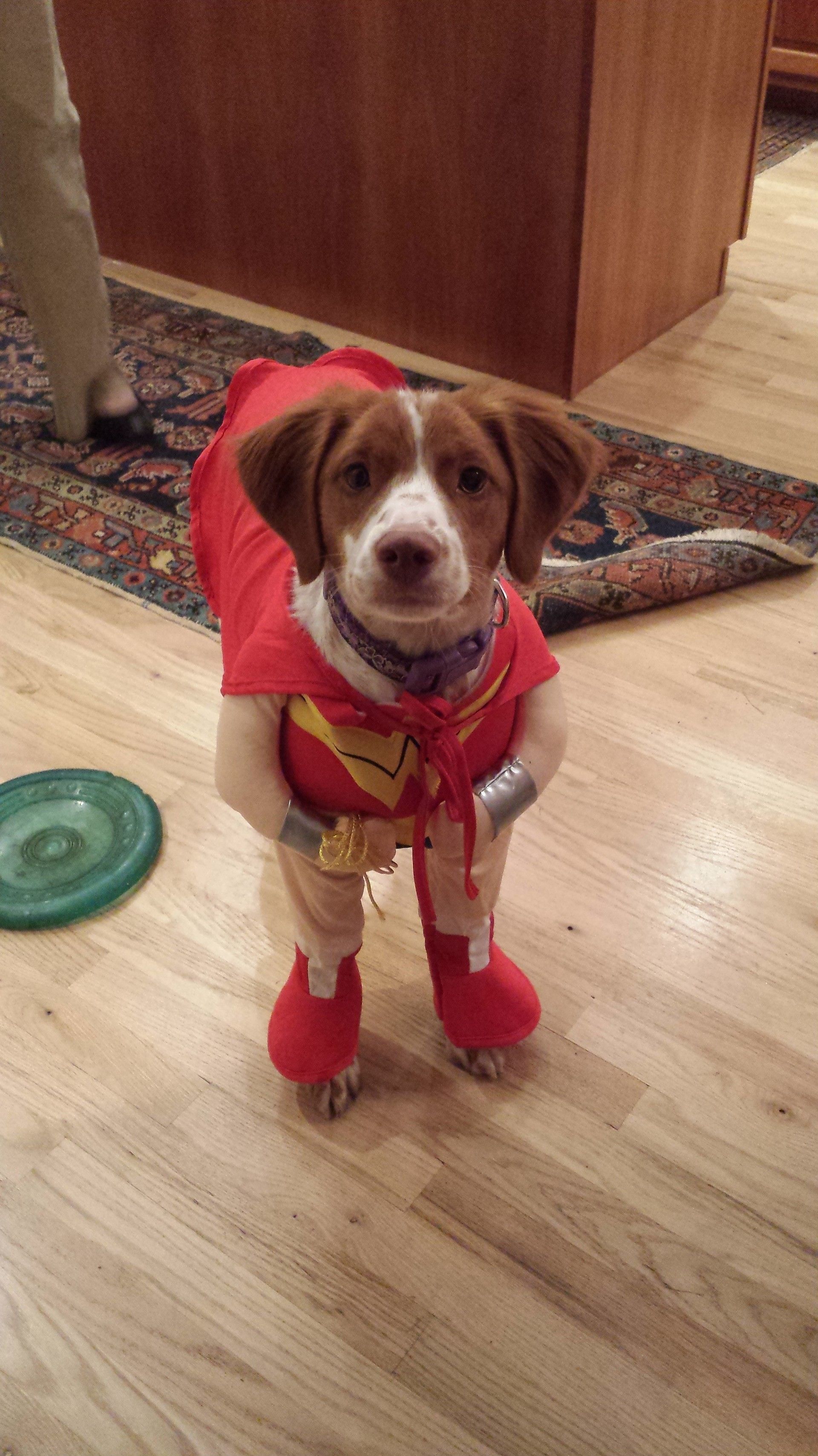 A brown and white dog is dressed in a superman costume.
