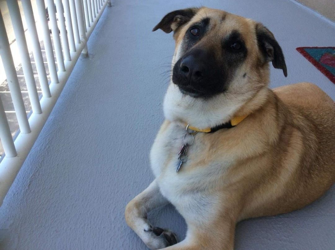 A brown and white dog laying on a balcony looking at the camera