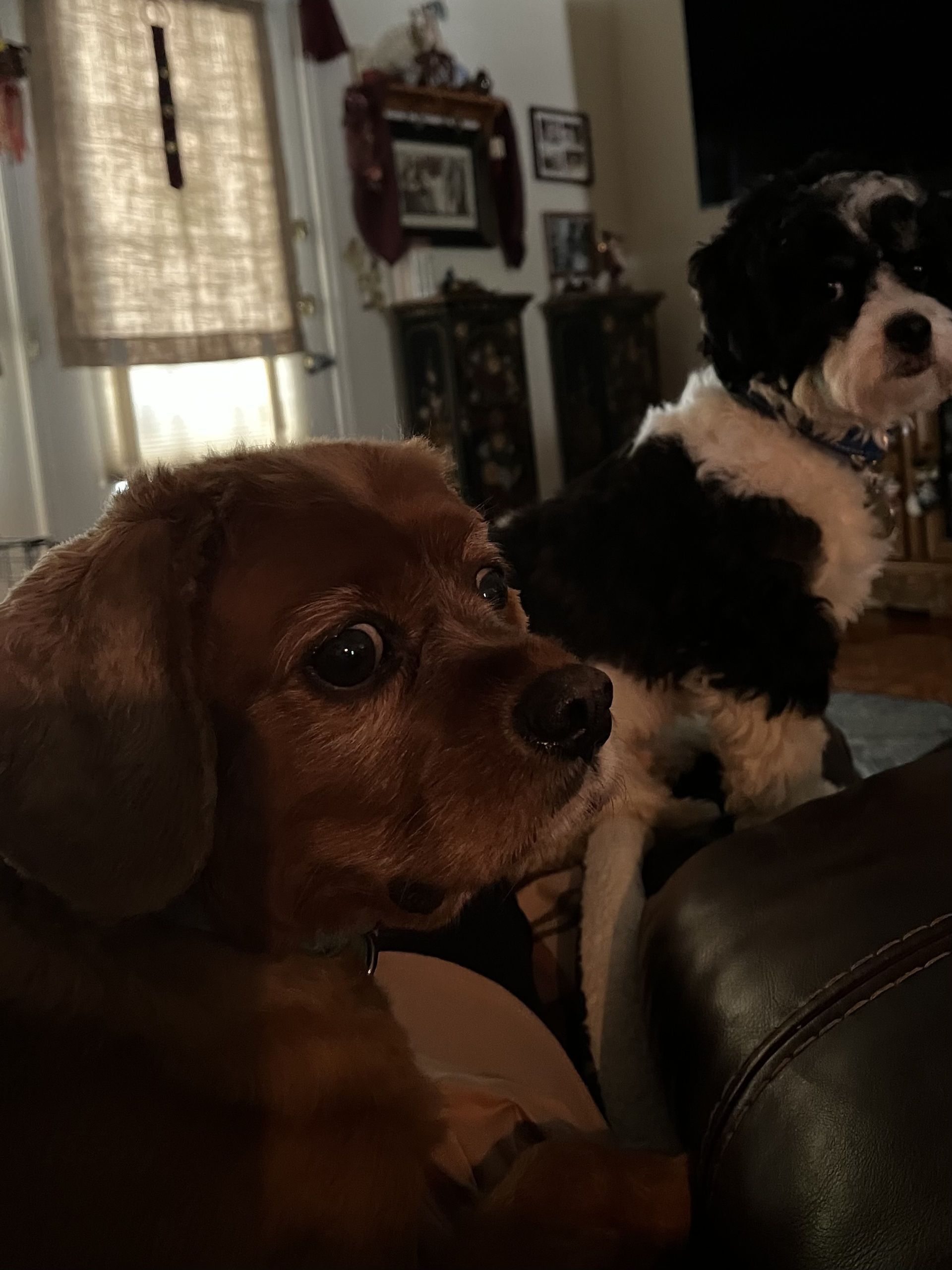 Two dogs are sitting on a couch in a living room