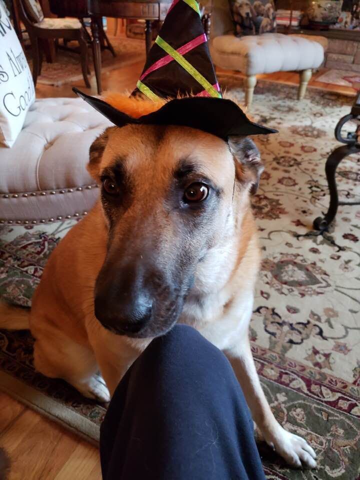 A dog is wearing a witch hat in a living room