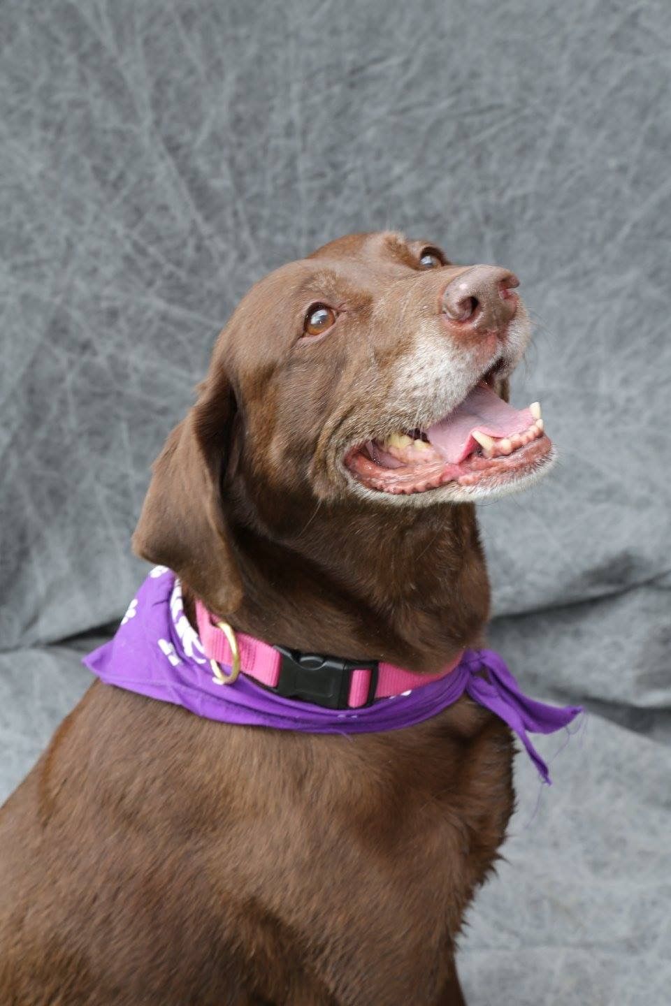 A brown dog wearing a pink collar and a purple bandana.