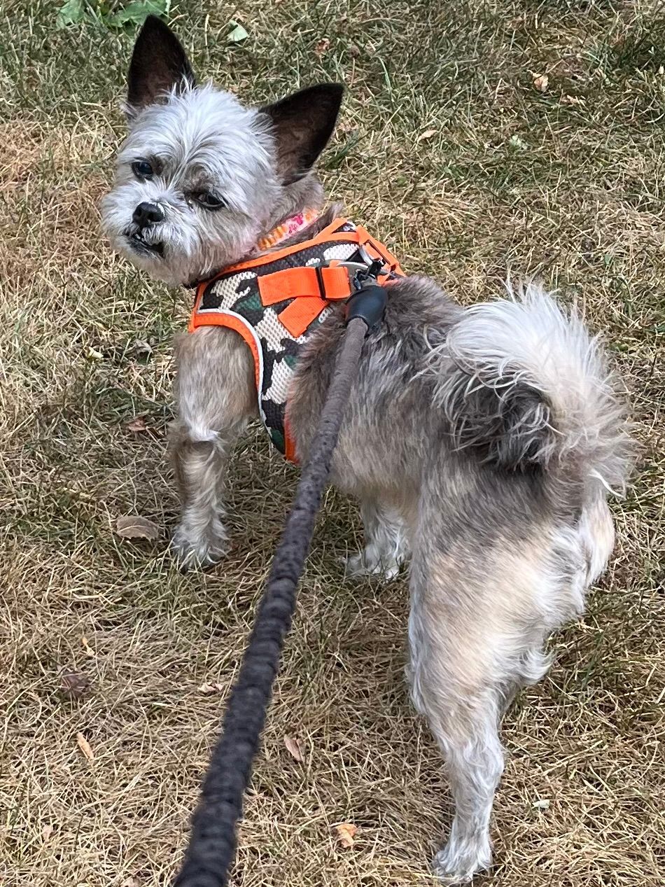 A small dog wearing a harness and vest is walking on a leash.