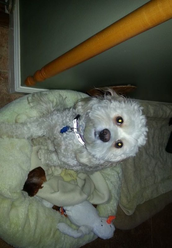 A small white dog is laying on a bed next to a stuffed animal.