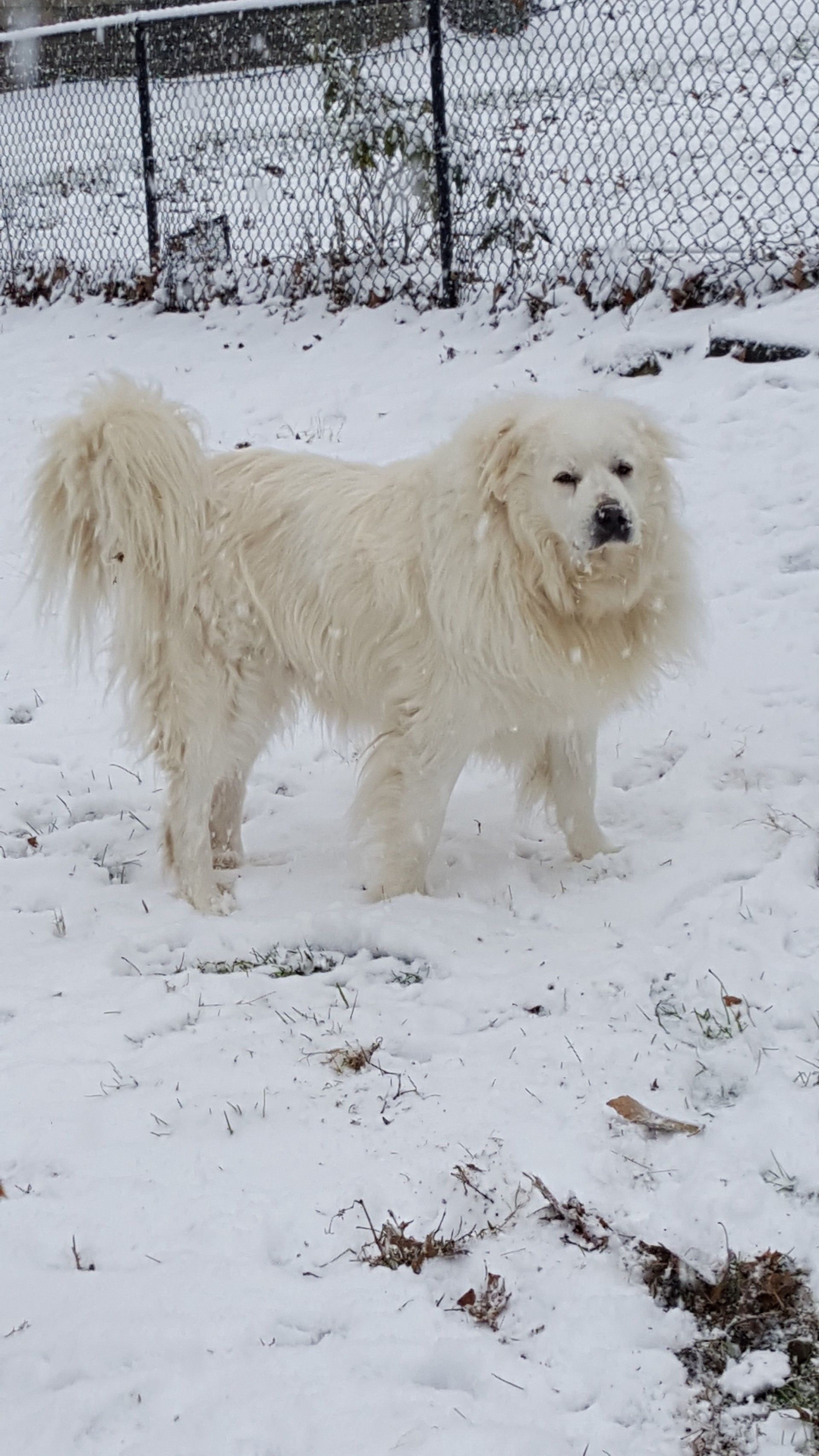A white dog is standing in the snow near a chain link fence.