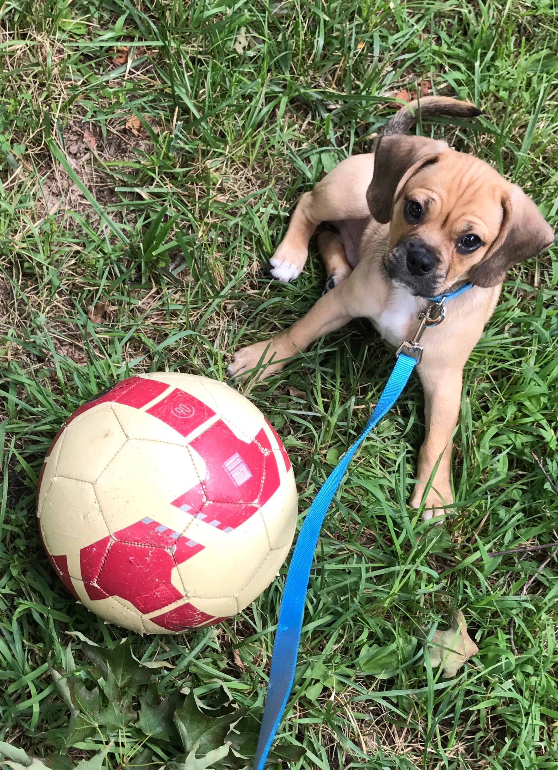 A puppy is laying in the grass next to a soccer ball on a leash.