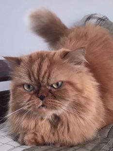 A fluffy orange cat is laying on a bed and looking at the camera.