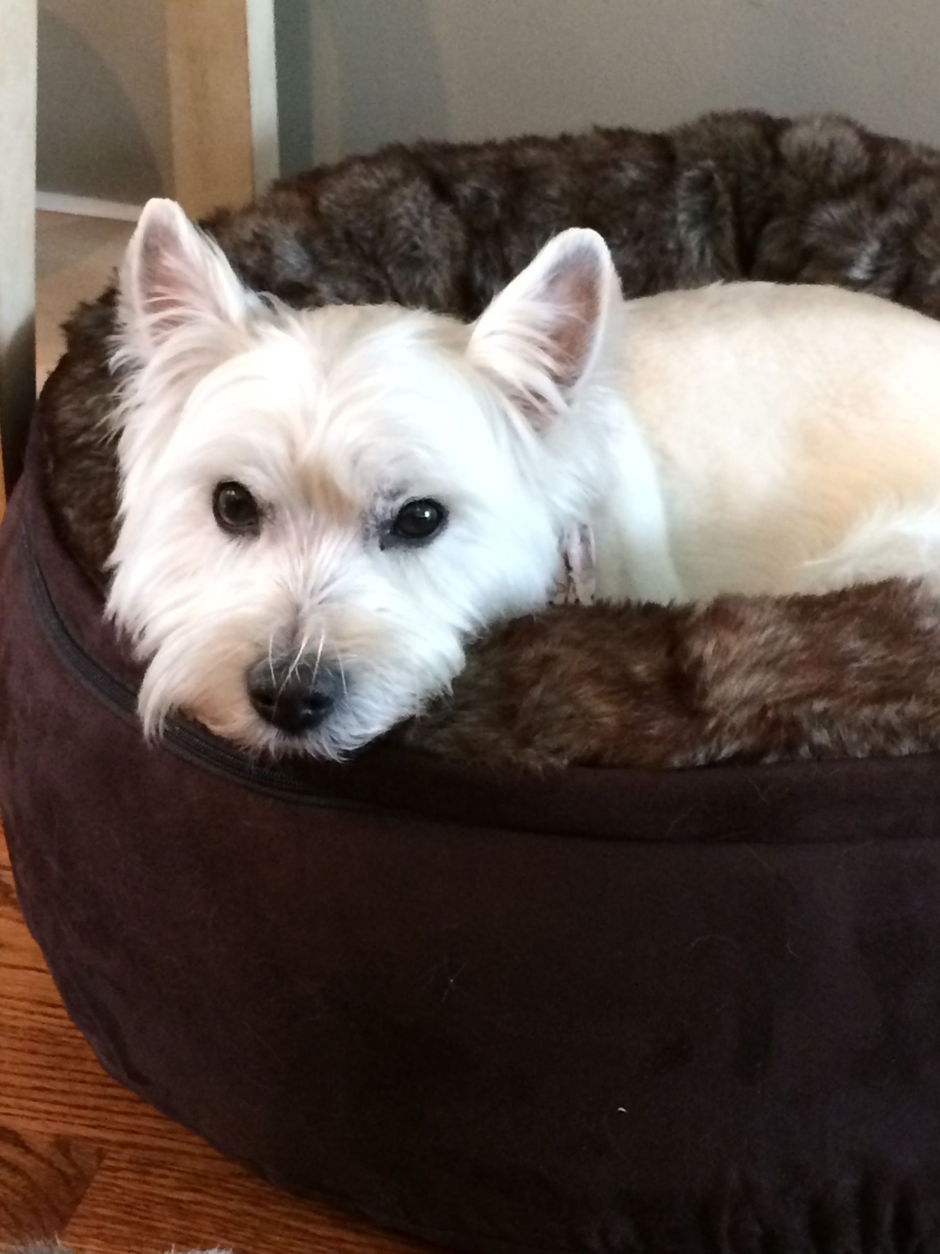 A small white dog is laying in a brown dog bed