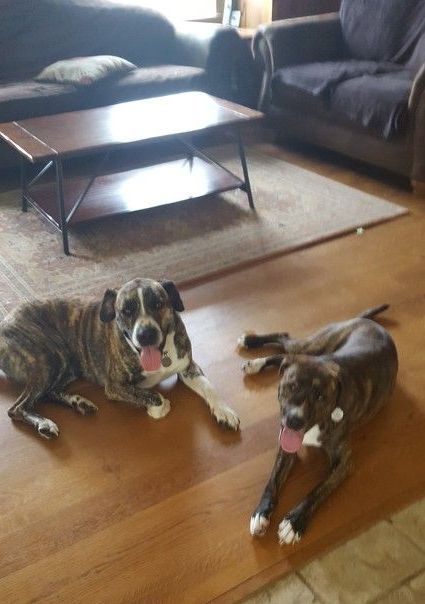 Two dogs are laying on the floor in a living room