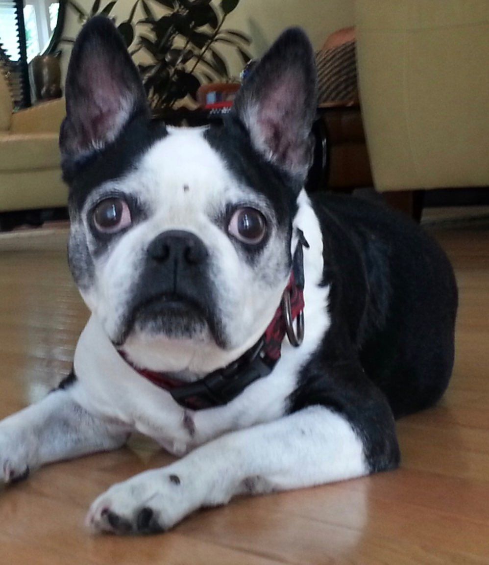 A black and white dog with a red collar is laying on the floor