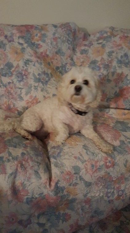 A small white dog is sitting on a floral couch.