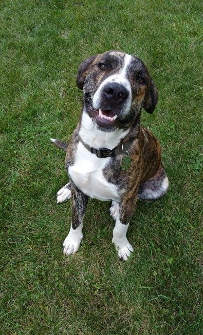 A brown and white dog is sitting on top of a lush green field.