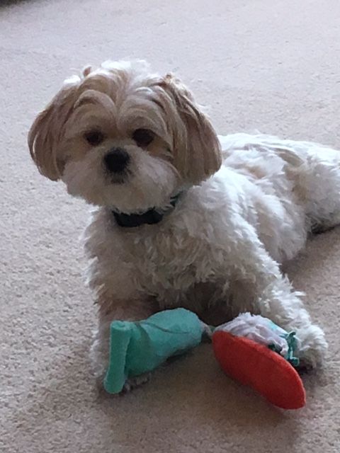A small white dog is laying on the floor next to a toy.
