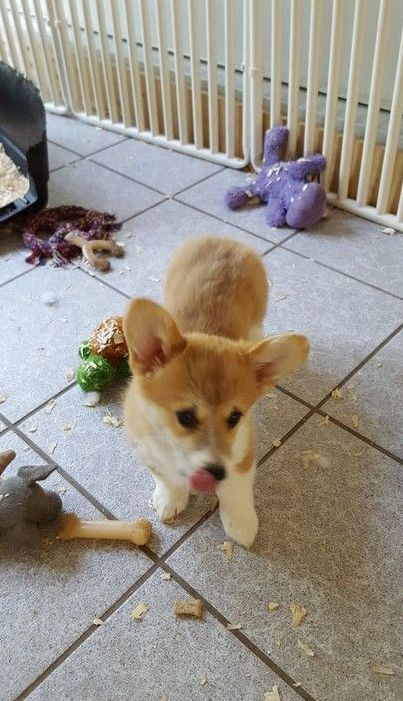 A puppy is licking its nose while standing on a tiled floor.