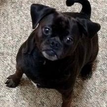 A black pug dog is sitting on a carpet and looking up at the camera.