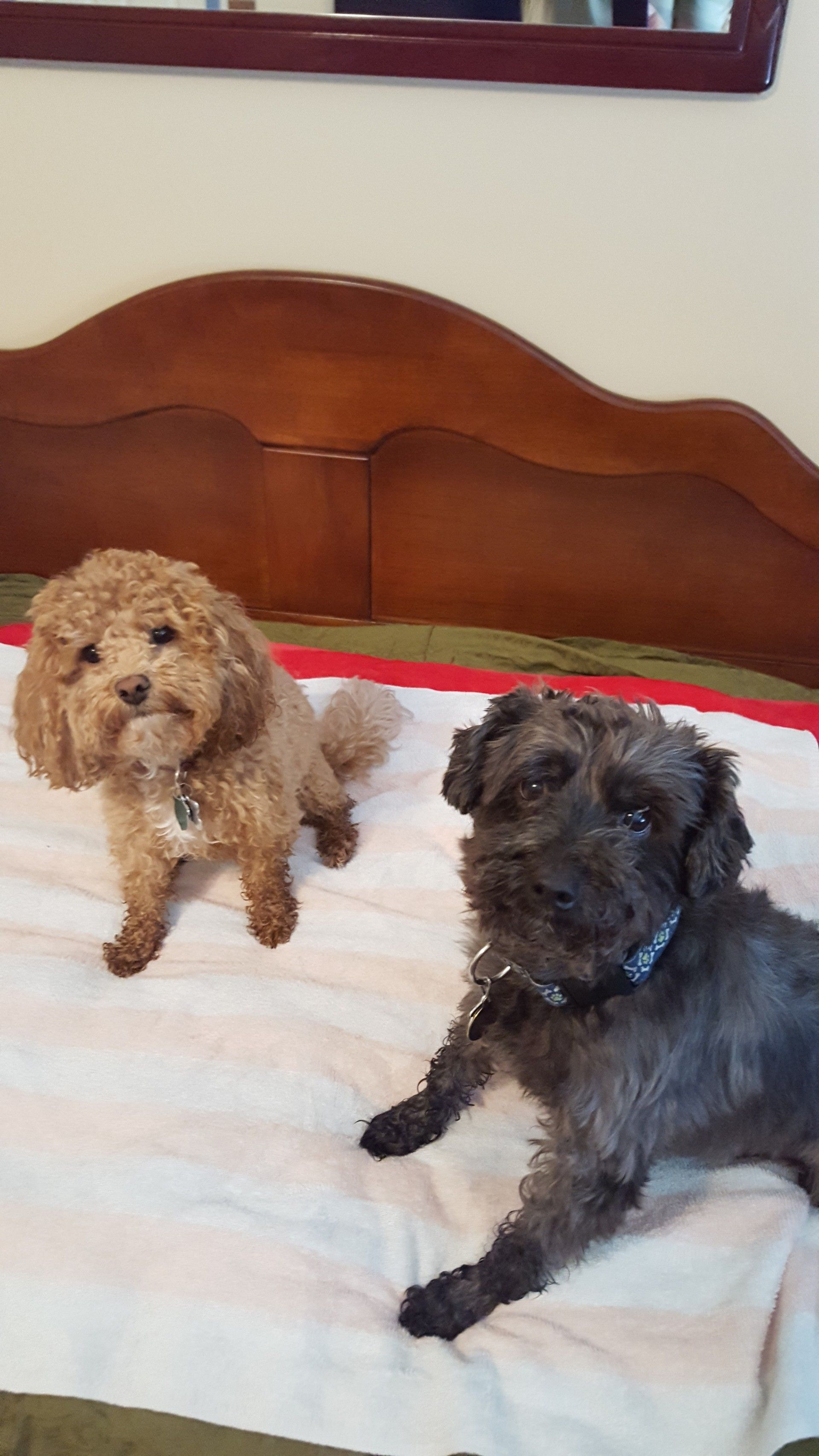 Two small dogs are laying on a bed next to each other.