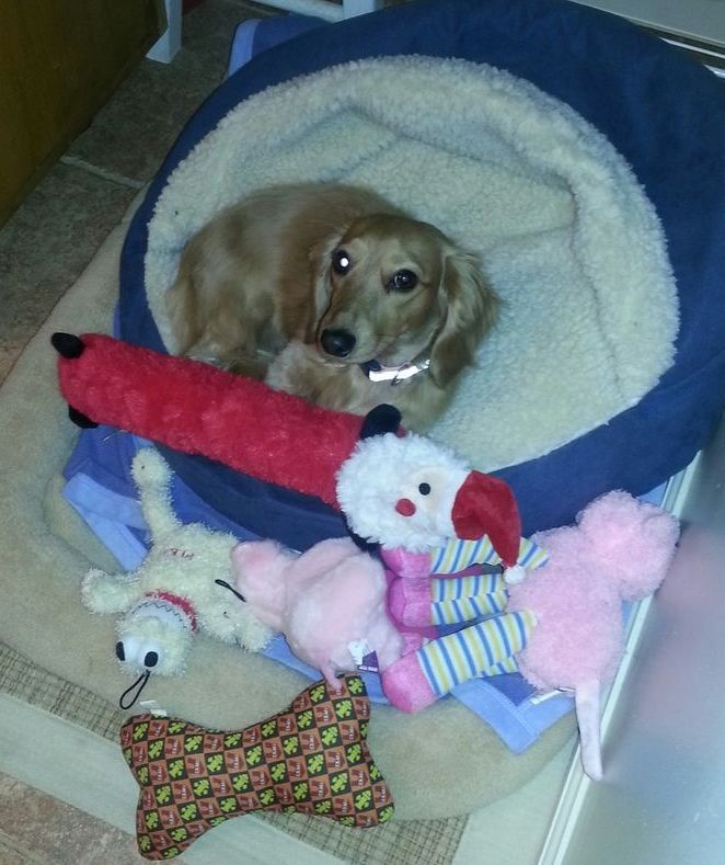 A dog is laying in a dog bed surrounded by stuffed animals