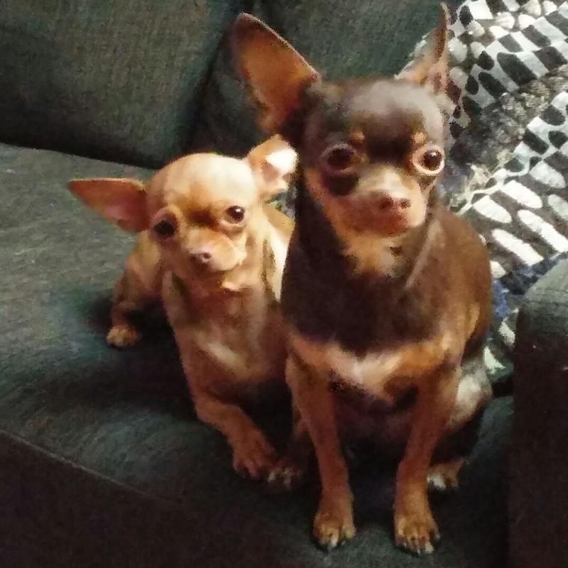 Two small brown dogs are sitting on a couch