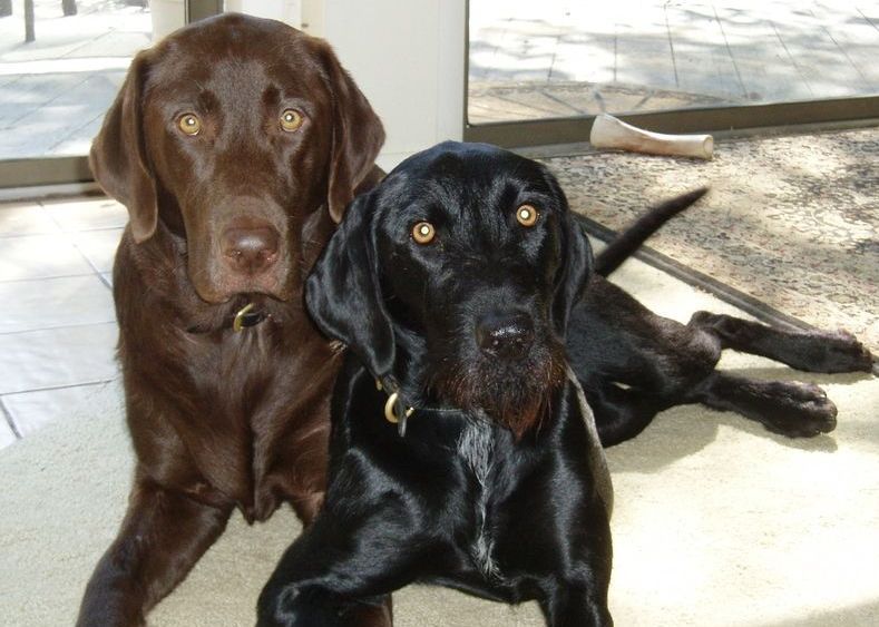 Two dogs one brown and one black are laying on the floor