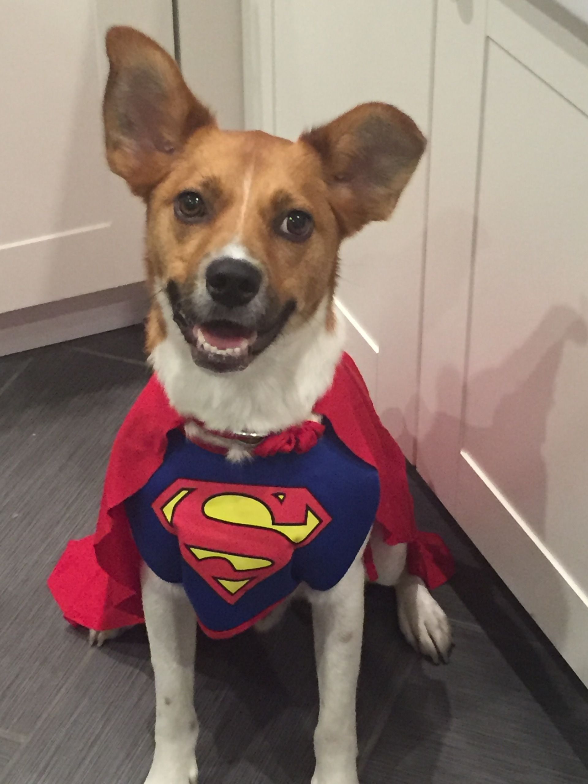 A brown and white dog wearing a superman cape