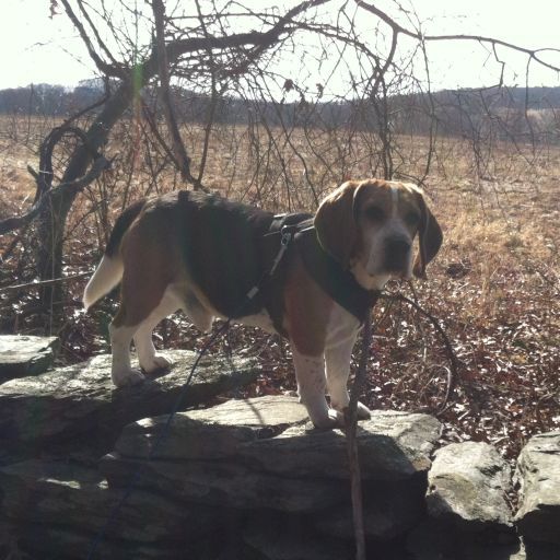 A brown and white dog wearing a harness is standing on a rock