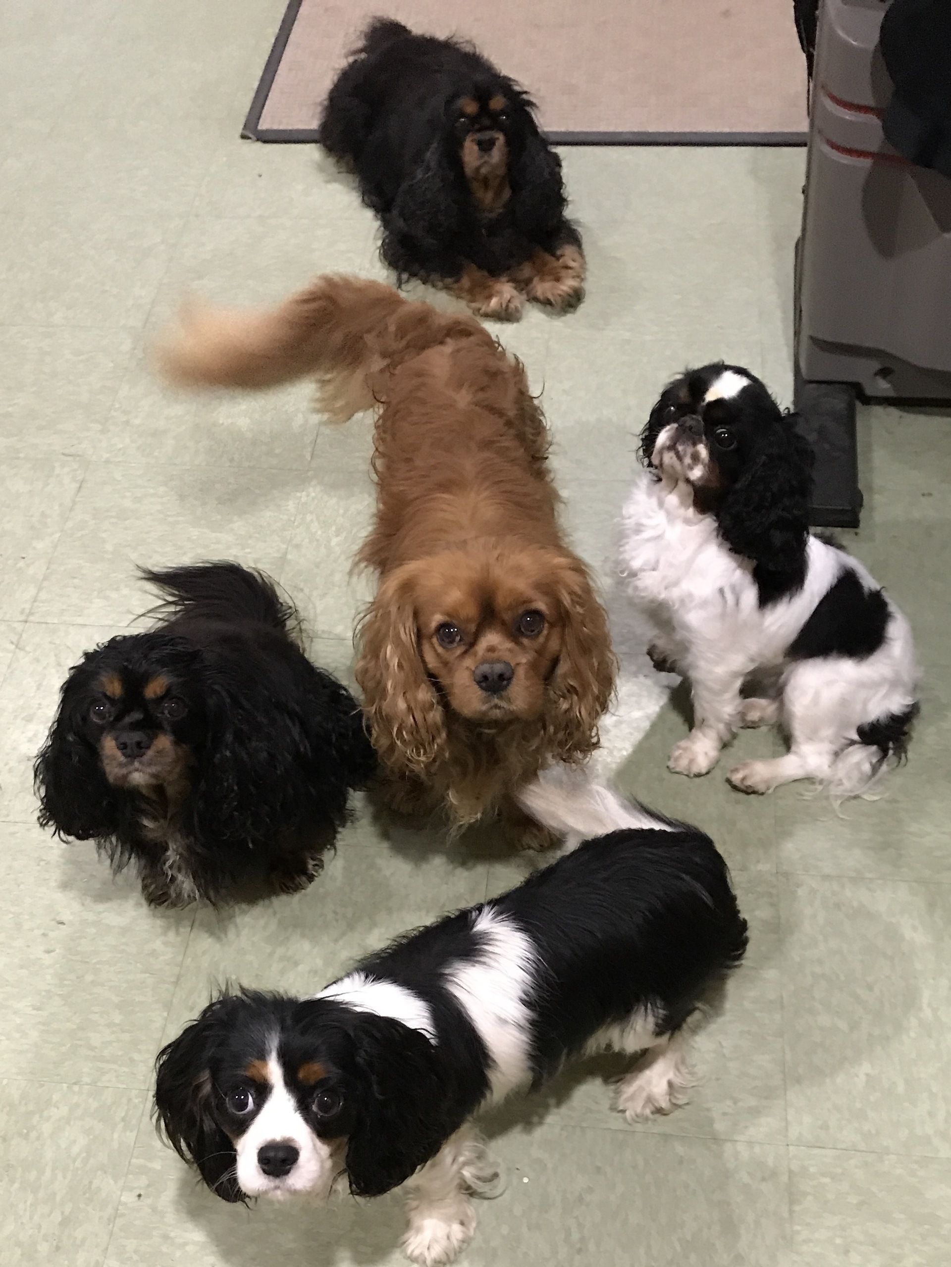 A group of dogs are standing and laying on the floor.