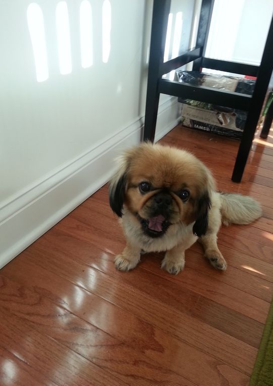 A small dog is sitting on a wooden floor next to a chair.