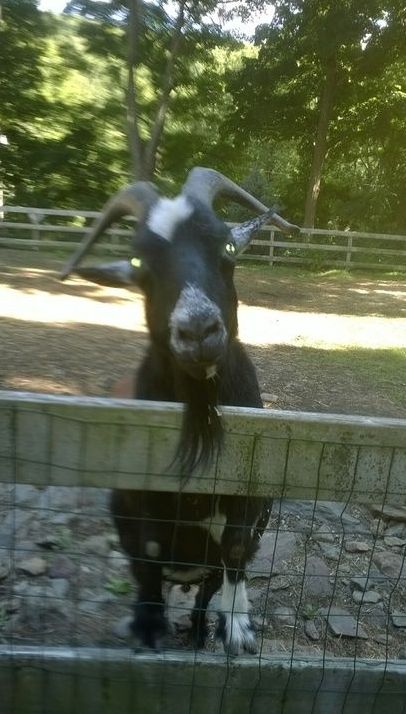 A black and white goat standing behind a fence looking at the camera.
