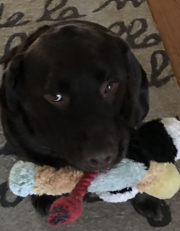A black dog is holding a stuffed animal in its mouth.