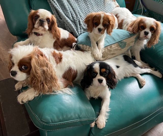 A group of cavalier king charles spaniel puppies are laying on a green chair.